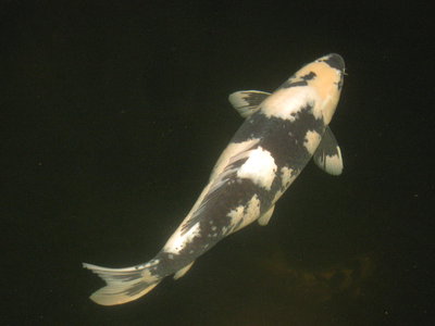 kois 2014 043.JPG