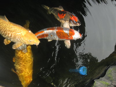 kois 2014 047.JPG
