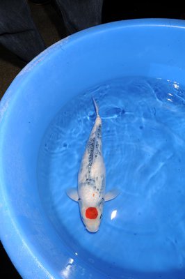 Tancho-Showa - Isa - Nisai - 53cm - 01.jpg