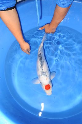 Tancho-Showa - Isa - Nisai - 53cm - 02.jpg