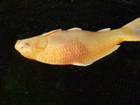 Yamabuki 1.jpg