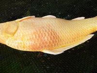 Yamabuki 2.jpg