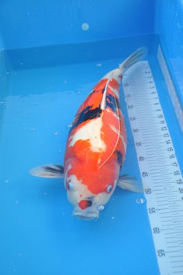Showa 67cm.jpg