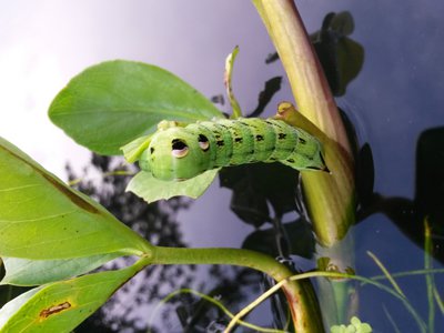 20140727_191046.jpg