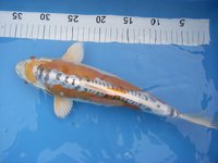 tn_Doitsu Kujaku Koi Krauss Mai 09 33cm (1).jpg