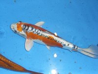 tn_Doitsu Kujaku Koi Krauss 31.01.09 28cm (10).jpg