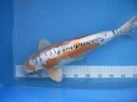 tn_Doitsu Kujaku Koi Krauss April 2010 46cm (2).jpg