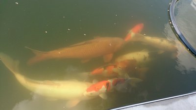IMG-20140809-WA0001.jpg