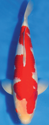 Konishi Kohaku.png
