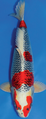 Konishi Kujaku.png