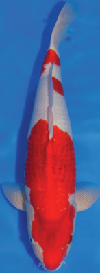 Konishi Ai Goromo.png