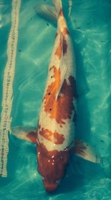 Kohaku II.JPG