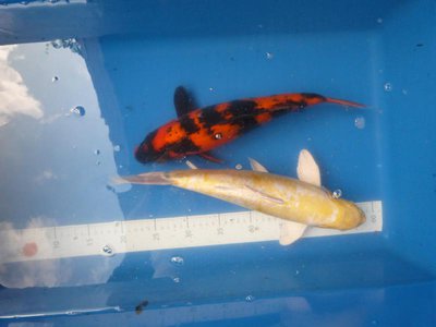Hi Utsuri + Yellow Hariwake , Stück 150.- Euro.JPG