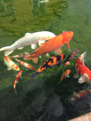 ImageUploadedByTapatalk1408704144.767741.jpg