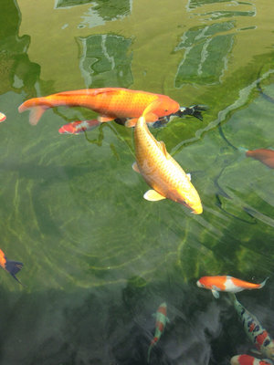 ImageUploadedByTapatalk1408704222.075895.jpg