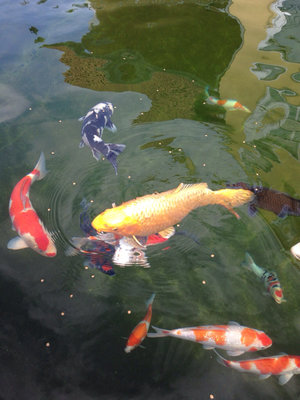 ImageUploadedByTapatalk1408704265.609224.jpg