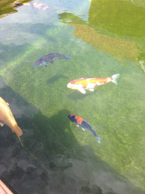 ImageUploadedByTapatalk1408704301.426464.jpg