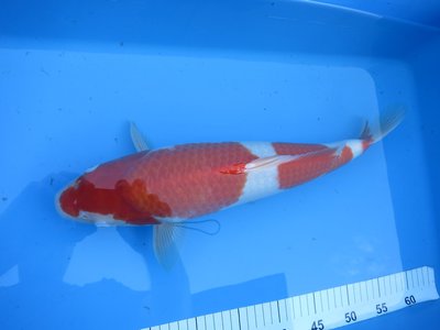 tn_Torazo Tosai 038.jpg