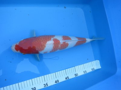 tn_Torazo Tosai 052.jpg