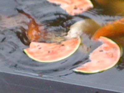 IMG_0836.JPG