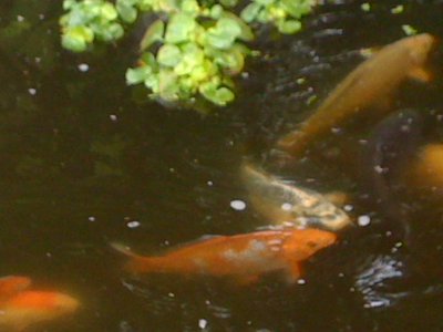IMG_0802.JPG