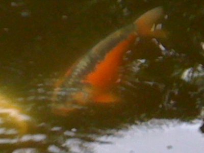 IMG_0866.JPG