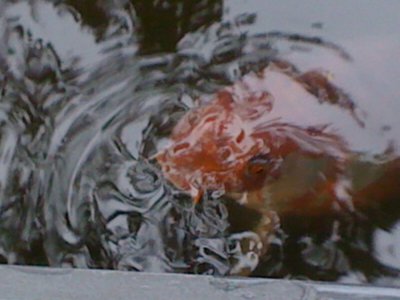 IMG_0886.JPG