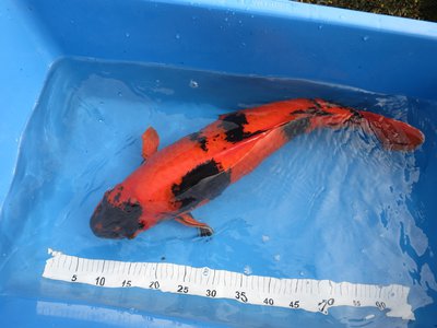 tn_Hi Utsuri September 14 64 cm (2).jpg