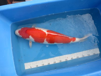 tn_Kohaku Torazo September 14  61cm.jpg