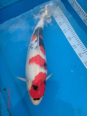 Showa - Yasunaga - 50cm a verkleinert.jpg