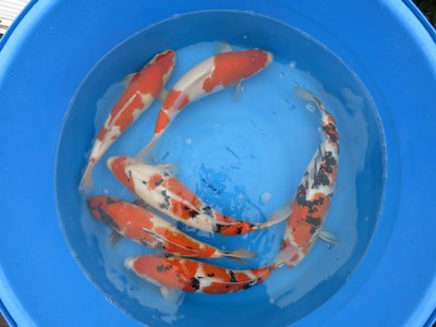 tn_Koi November 2014 008.jpg