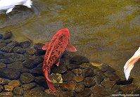 blue-koi.jpg