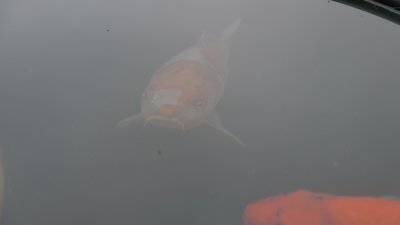 0017.JPG