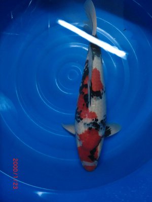 Showa - Yagenji - Sansai - 58cm 2.jpg