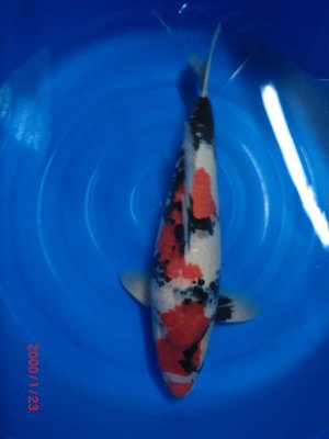 Showa - Yagenji - Sansai - 58cm 3.jpg