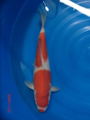 Kohaku - Nisai - 47cm 1.jpg