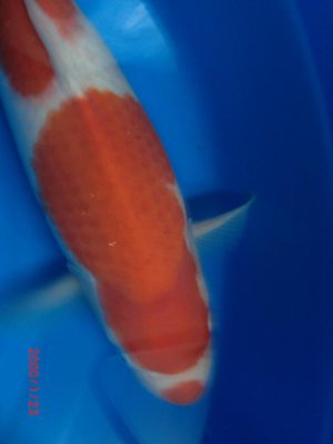 Kohaku - Nisai - 47cm 4.jpg
