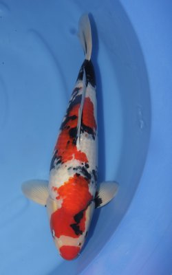 Showa - Yagenji - Sansai - 58cm b.jpg