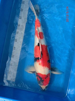 Showa - Conias - Nisai - 50cm - 24.05.2013.jpg