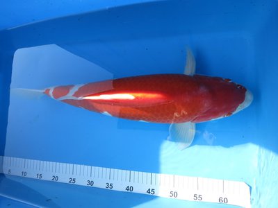 tn_Torazo Kohaku 005.jpg