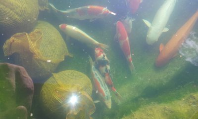 koi.jpg