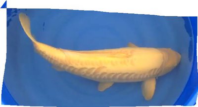 Karashigoi.JPG
