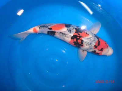 Showa - Isa - Nisai - 55cm c.jpg