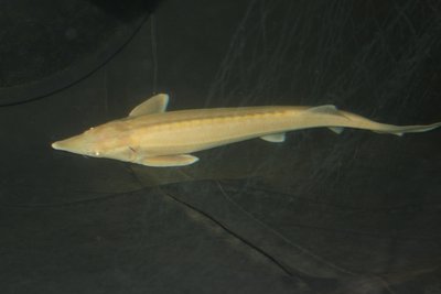 IMG_0248.JPG