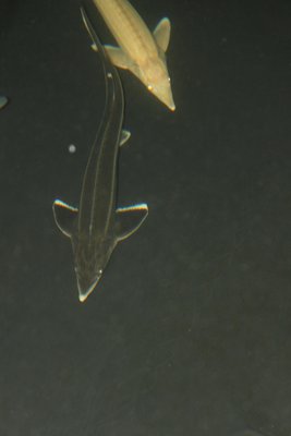 IMG_0256.JPG