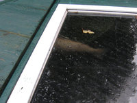 Koi_IMG_4070_EA.jpg
