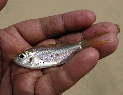 minnow-382391_1280.jpg