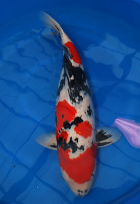 15-4016.JPG