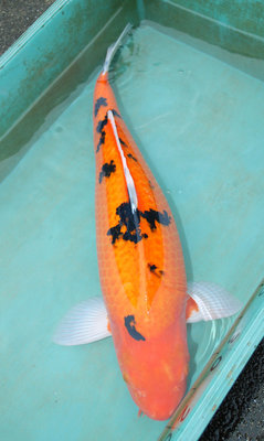 15-4003.JPG