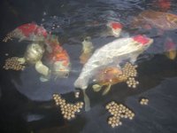 100_3915.jpg